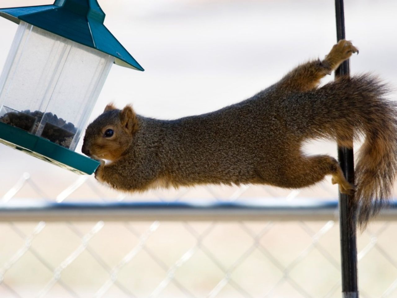 A Squirrel Eating Out Of A Birdfeeder