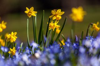 Early flowering miniature daffodils Tete a Tete on blue spring meadow