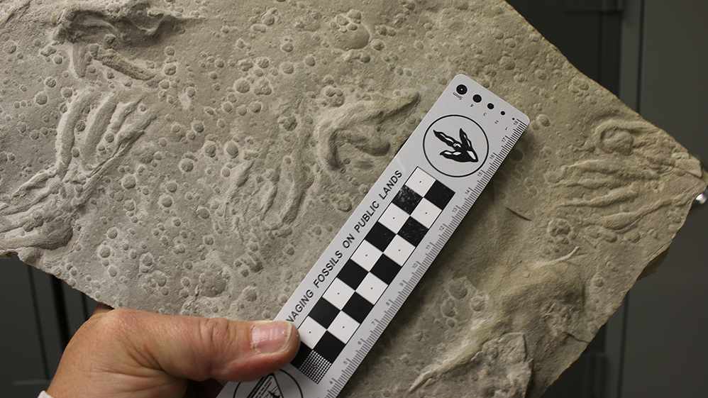 this close-up shows fossilized wrist prints and raindrop impressions.