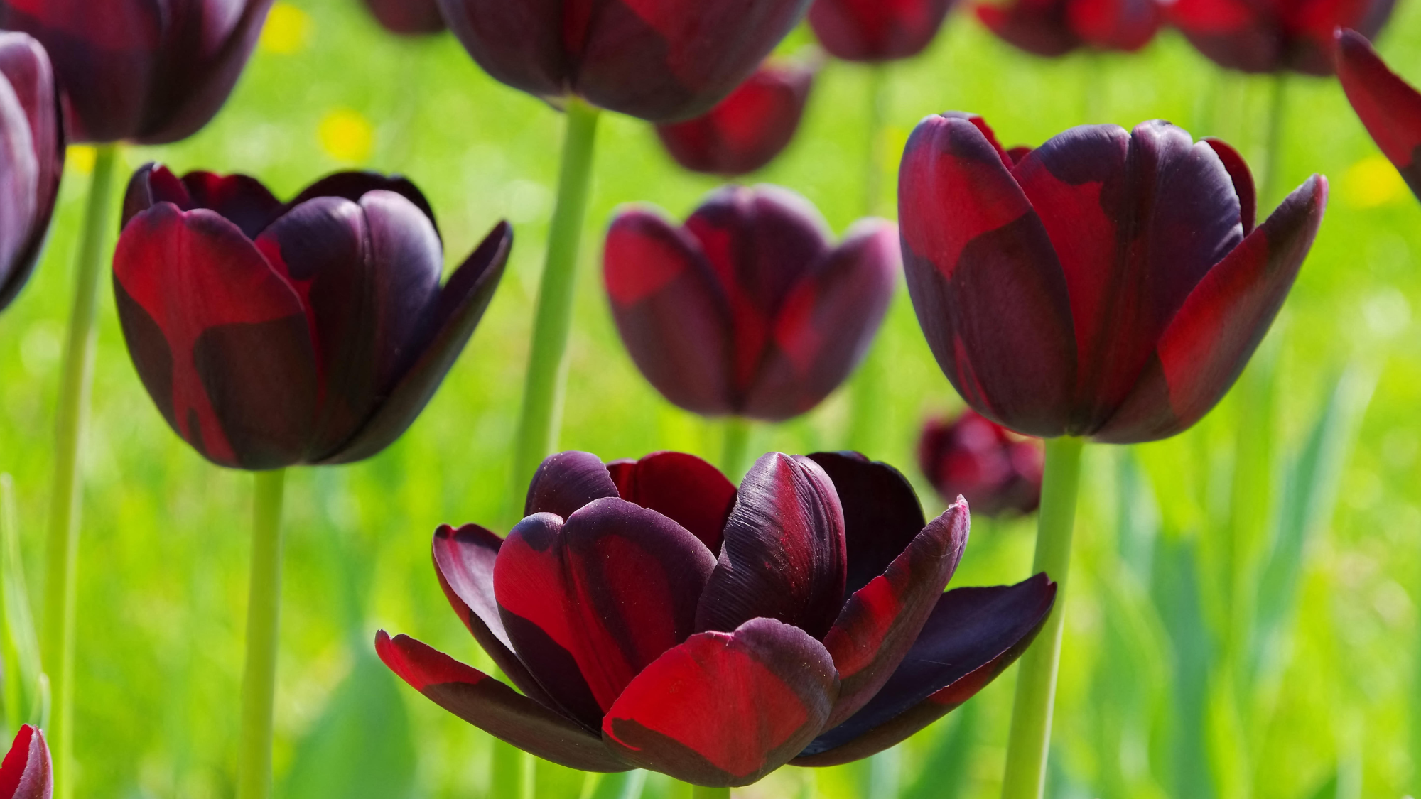 Tulpe Queen of Night - tulip Queen of Night