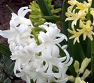 white hyacinths.jpg