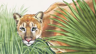 Uma ilustração em estilo naturalista da Pantera da Flórida