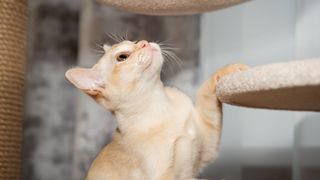 Burmese kitten in profile