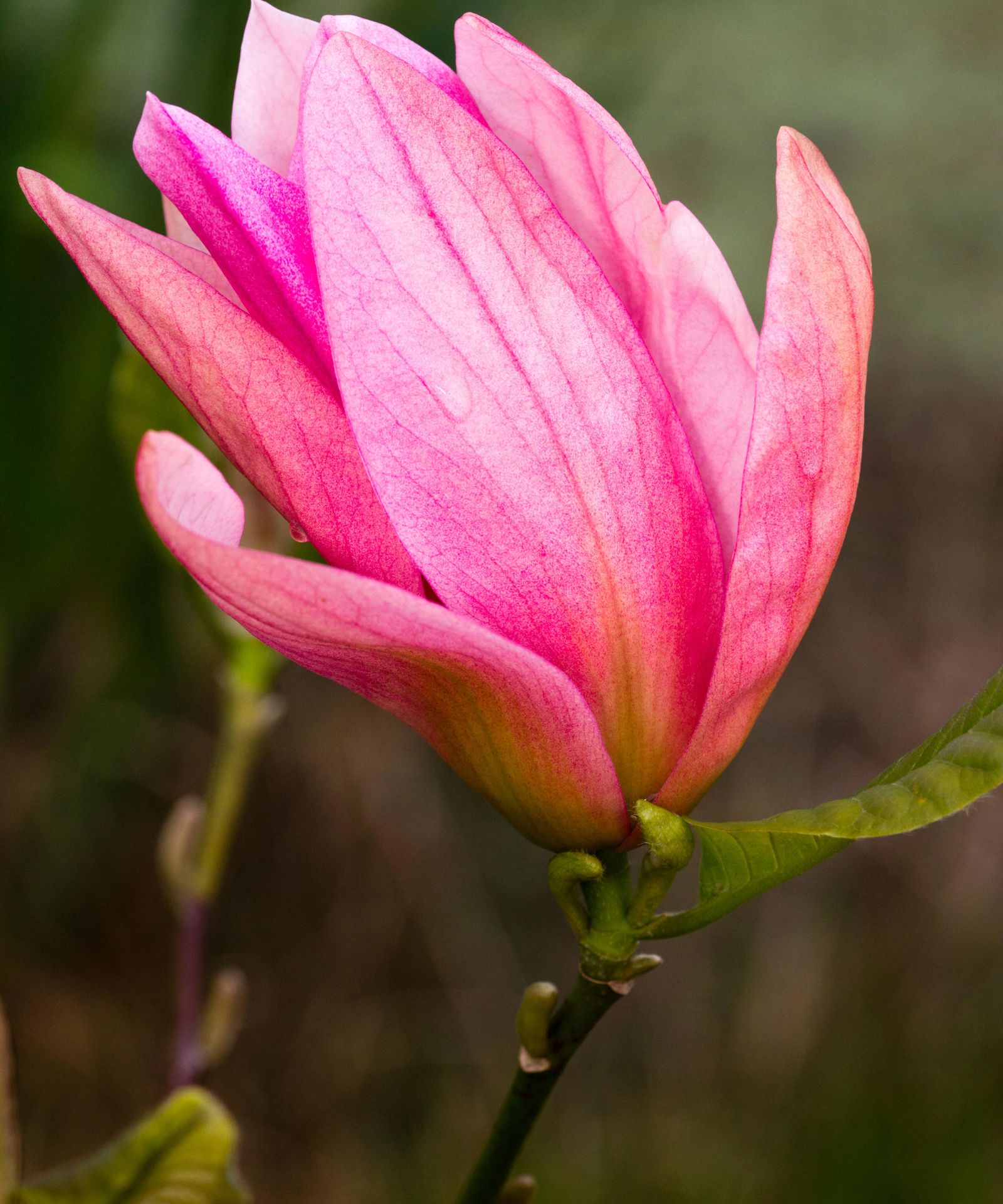 Best magnolia trees 8 types to add to your yard Homes & Gardens