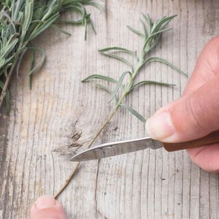 hand cuts stripped stem of lavender with knife