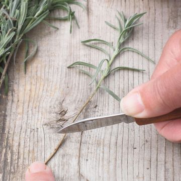 How to propagate lavender: fill your borders for free | Ideal Home