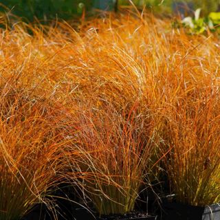 Carex testacea 'Prairie Fire'