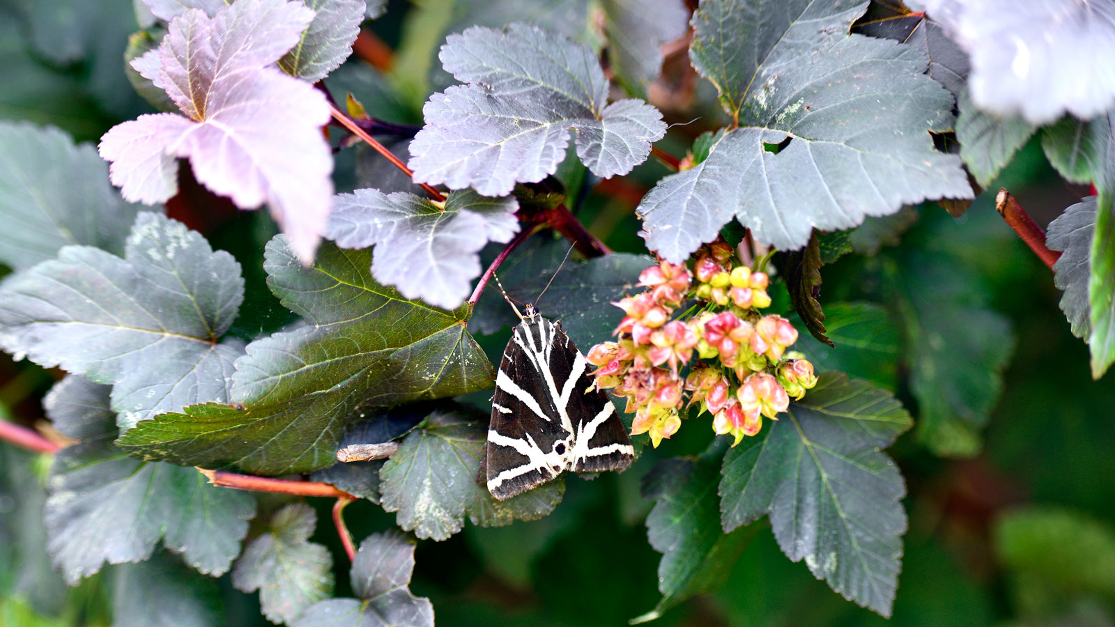 Jersey tiger moth resting on shrub in night scene