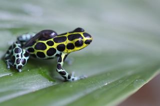 A tadpole hitches a ride on the back of an adult male Neotropical poison frog (<em>Ranitomeya variabilis</em>).