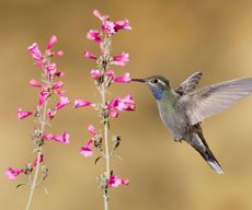 parry's penstemon in bloom with hummingbird flying towards pink flowers