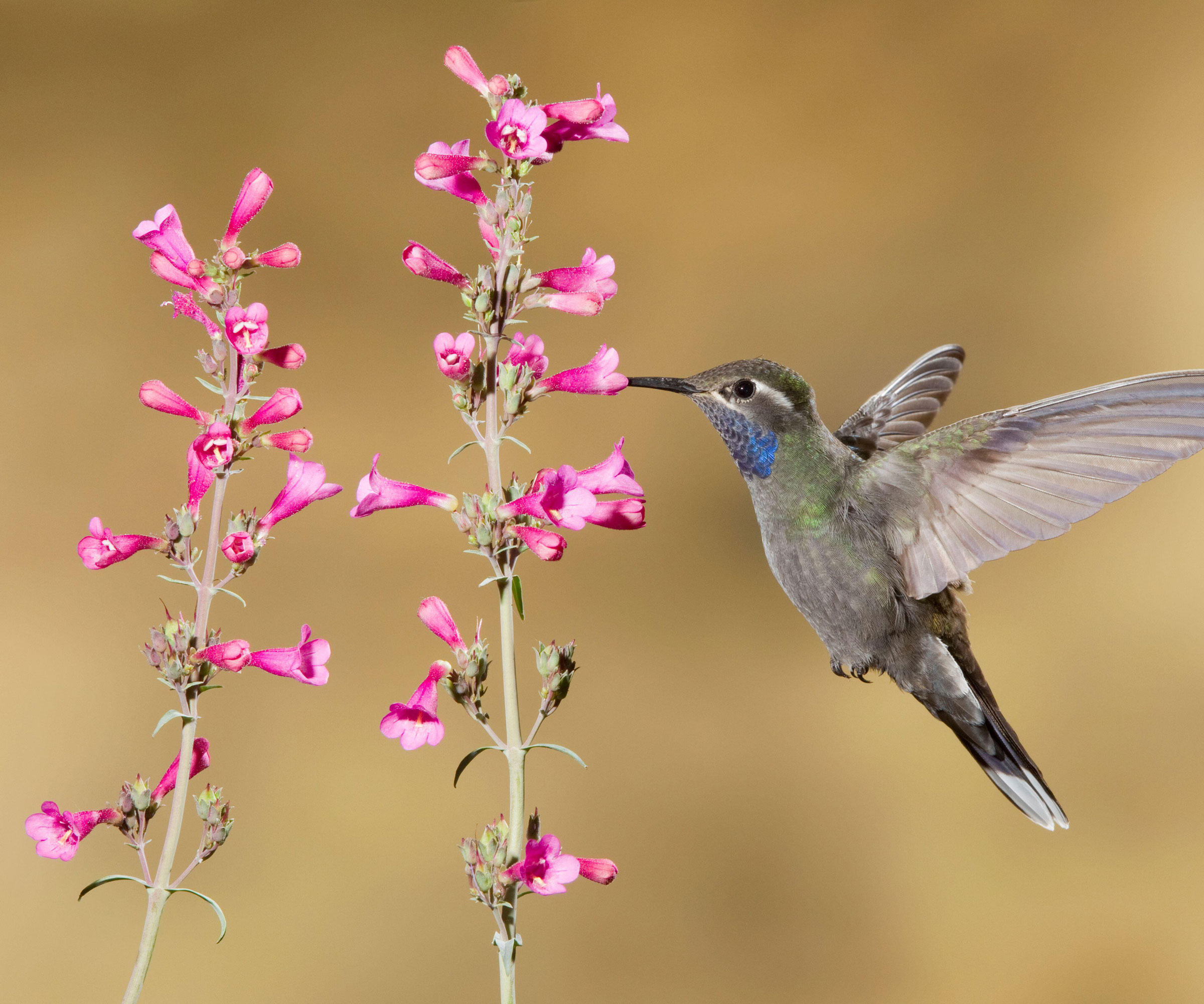 parry's penstemon in bloom with hummingbird flying towards pink flowers