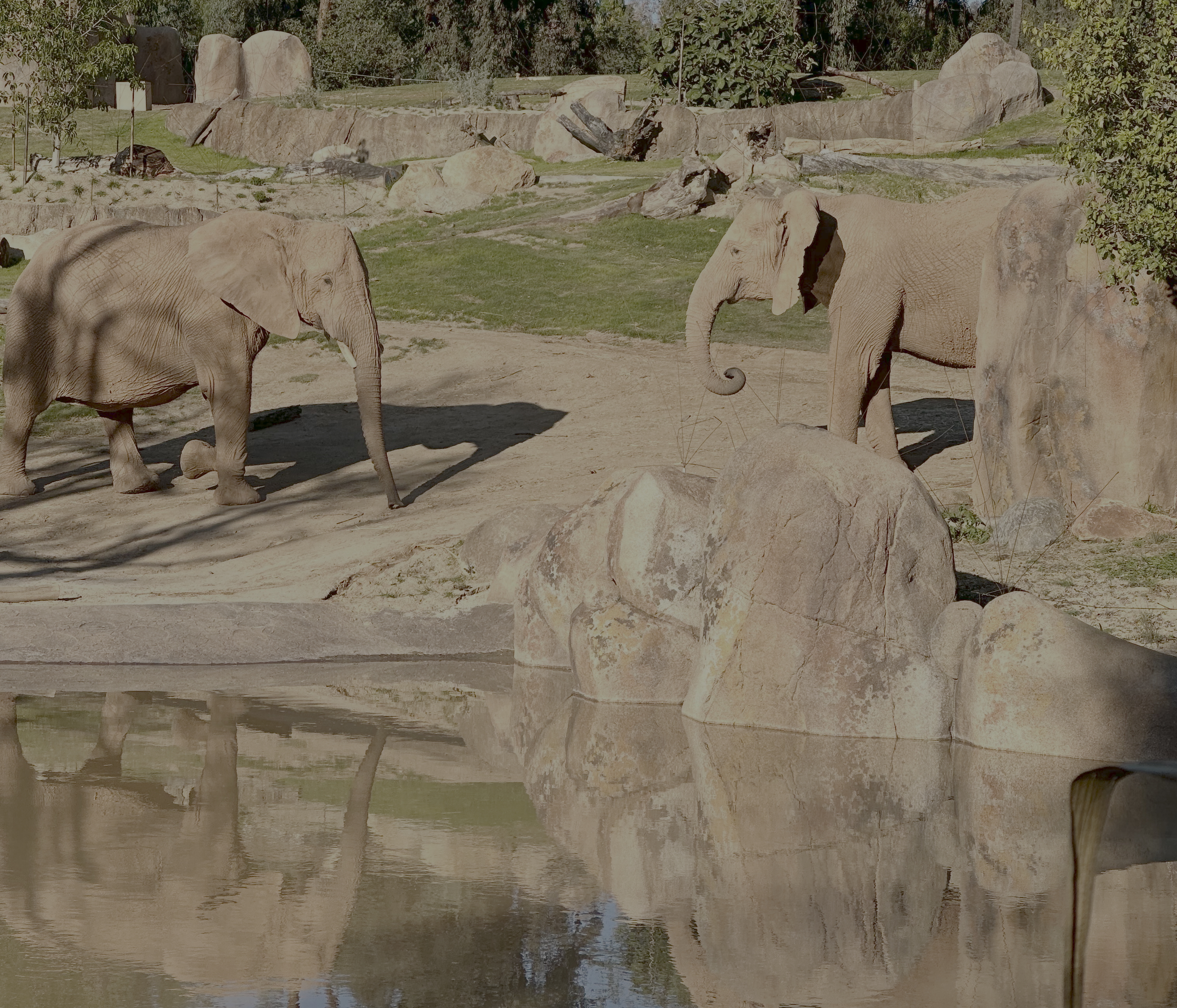 Elephants at Elephant Valley