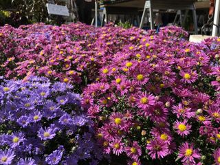 Field of flowers