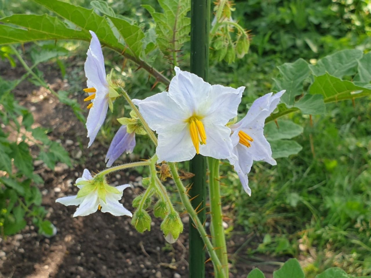 Thorny Litchi Tomato Plant With White Flowers