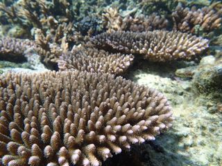 An image of corals