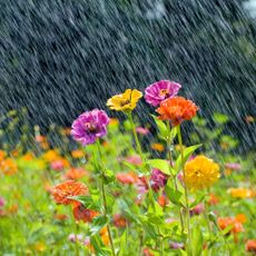 Zinnia flowers in heavy summer rain