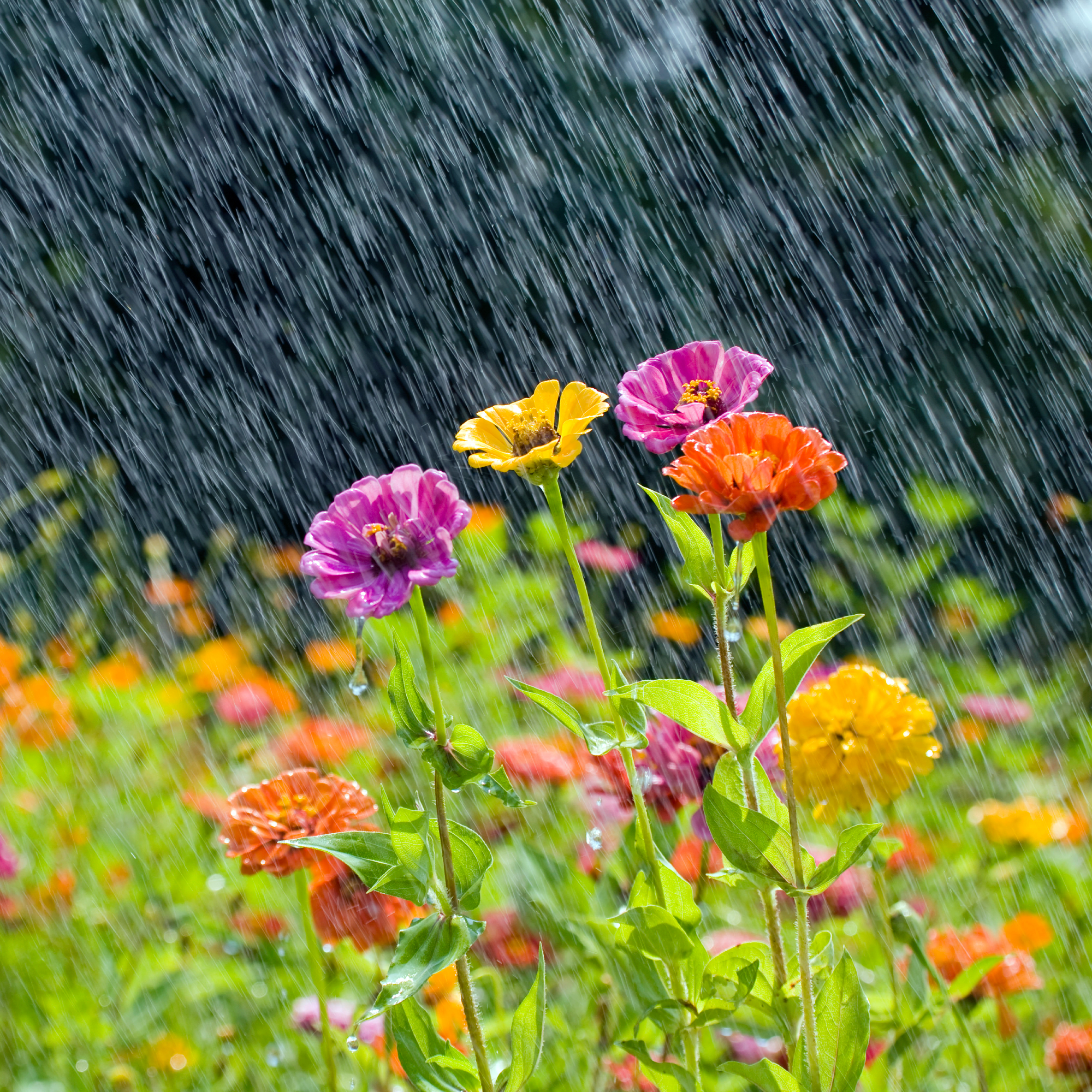 Zinnia flowers in heavy summer rain