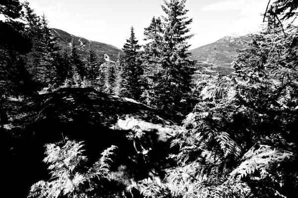 A rider in the forests of British Columbia