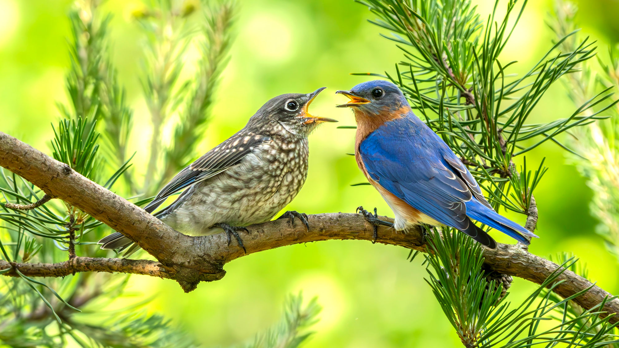 bluebird sitting on tree branch and feeding baby bird