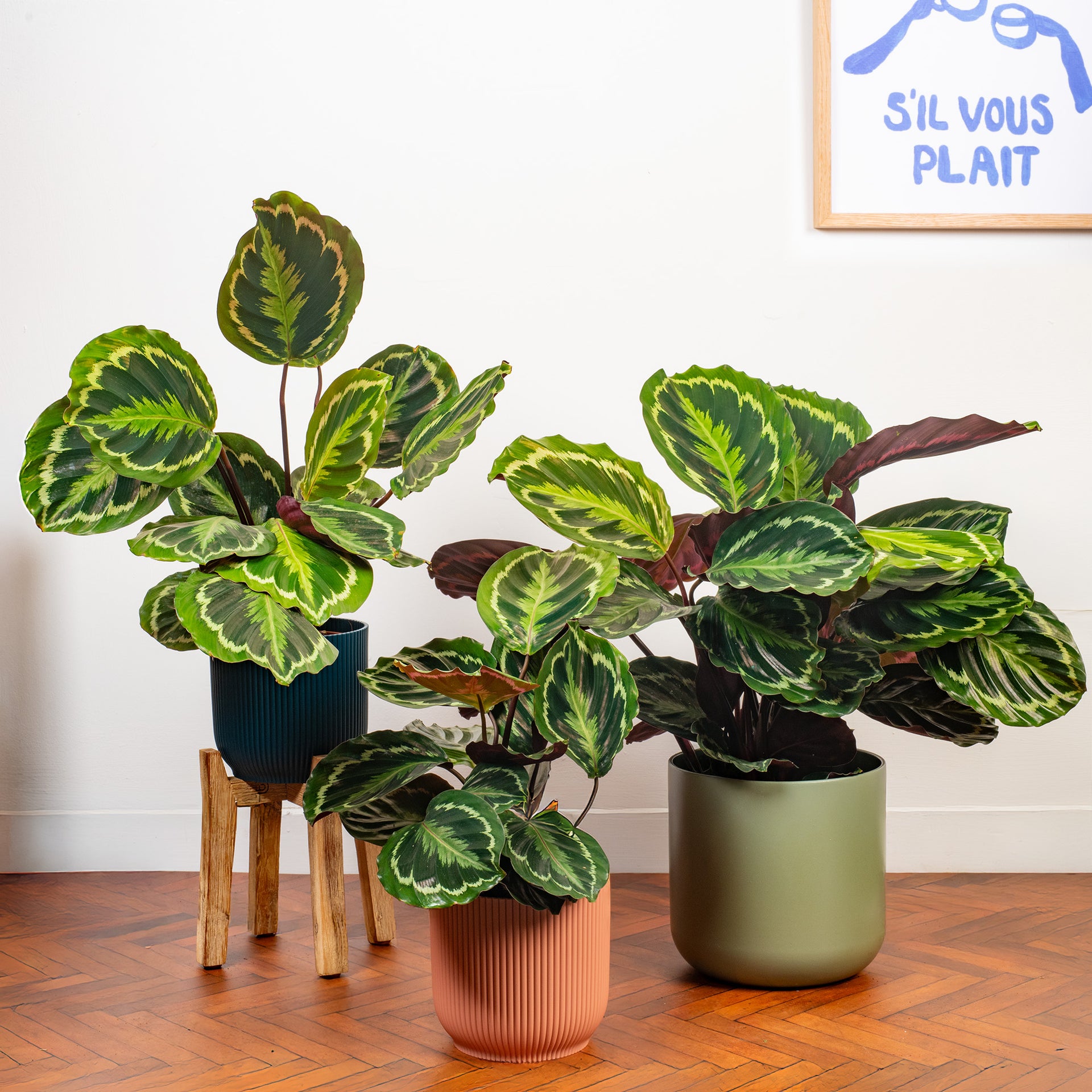 Calathea 'medallion' - 30-40cm