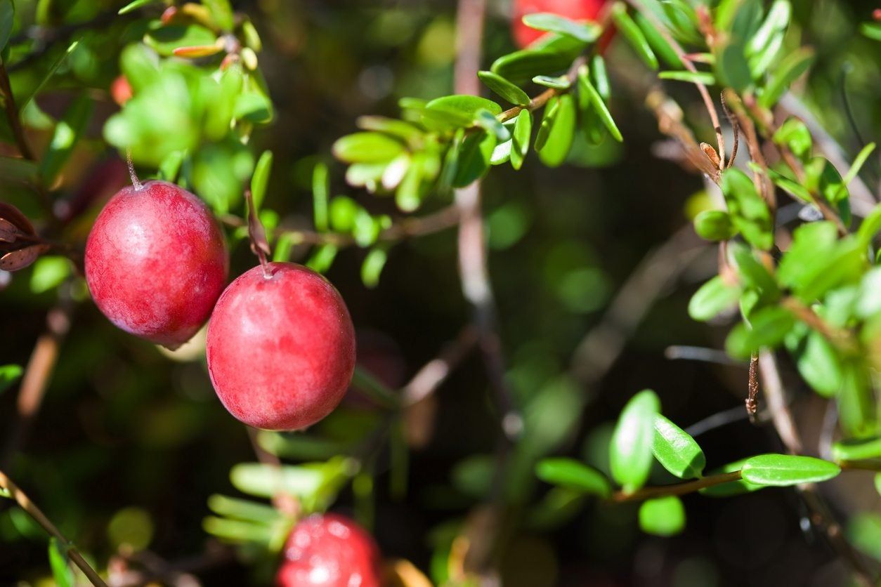 Close Up Of Cranberries On Tree