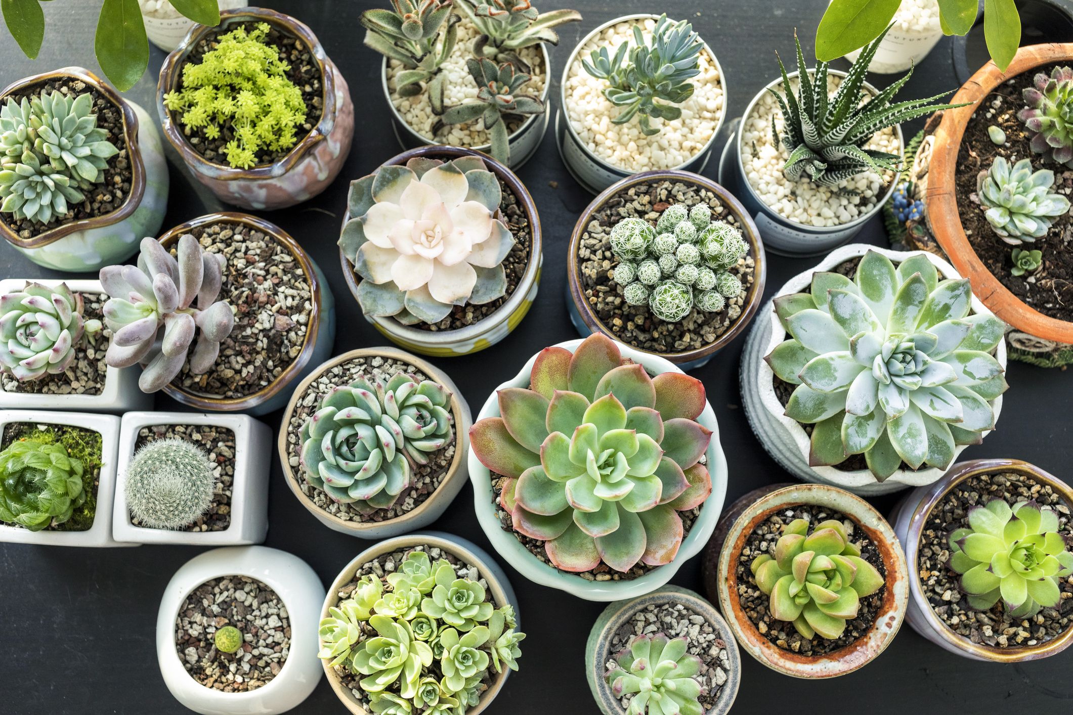How to care for succulents in winter | Homes and Gardens