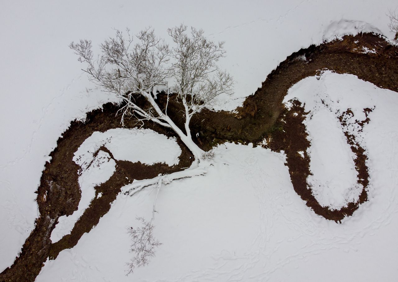 A fallen tree.