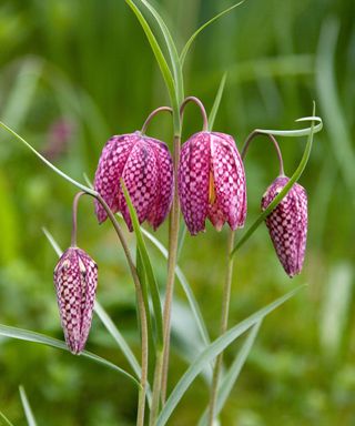 Drooping chequered heads of Snakes Head Fritillary flowers Fritillaria meleagris in early spring
