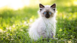 Popular cat breeds