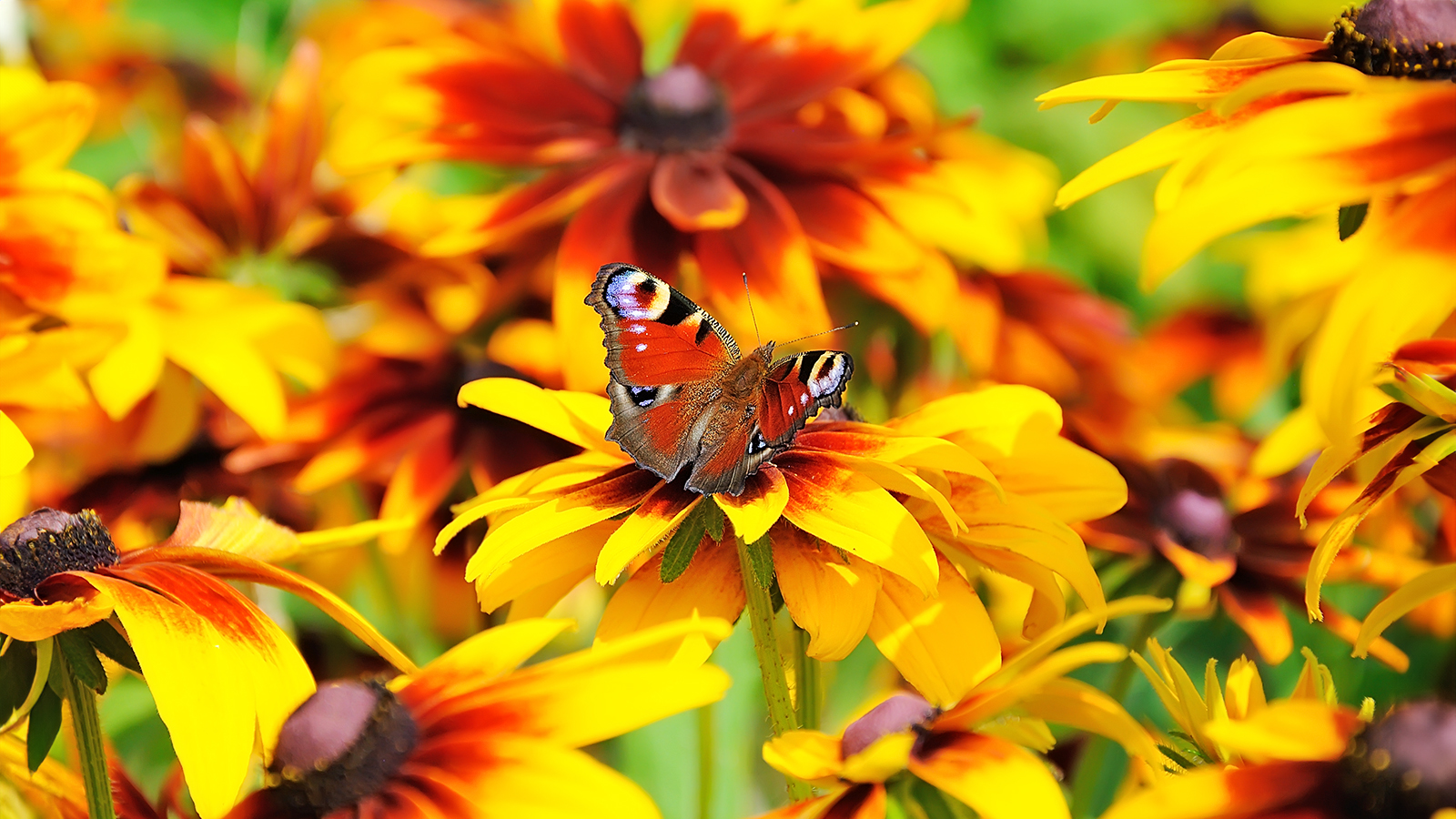 Butterfly resting on black-eyed Susan flower – rudbeckia