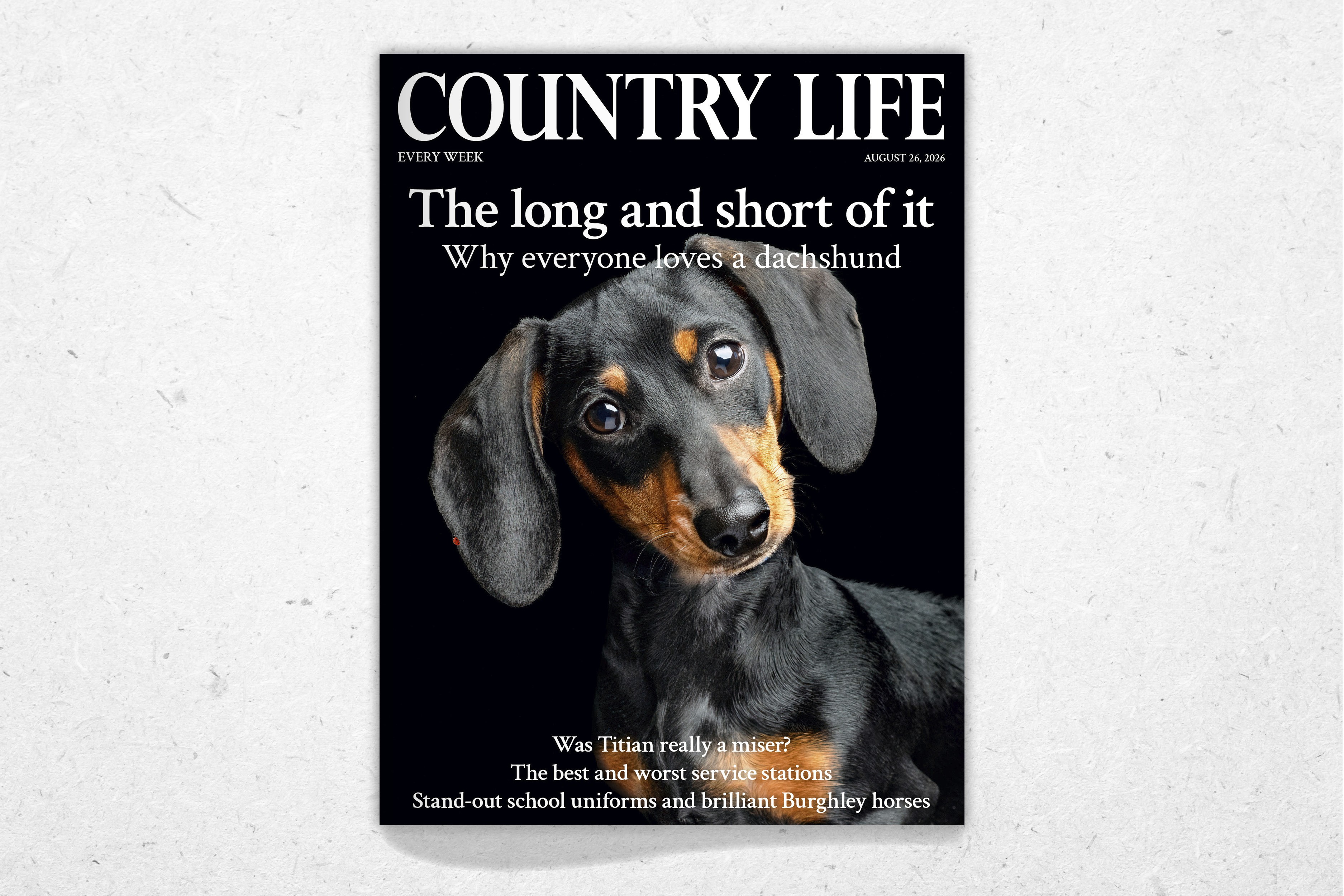 Cover of Country Life 26 August 2026 featuring a dachshund photographed by Annemarie Young Photography for Getty