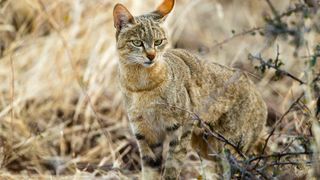 Portrait of African wildcat in Botswana, Tuli Block.