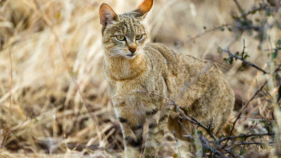 What is the difference between a pet cat and a wildcat? | Live Science