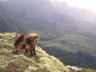 gelada baboons