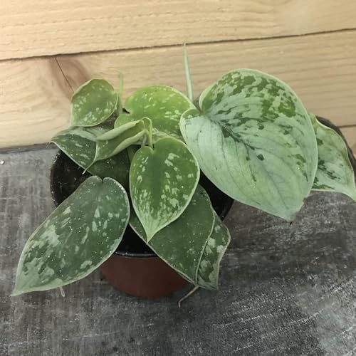 Pothos Silvery Ann, 4" Plant