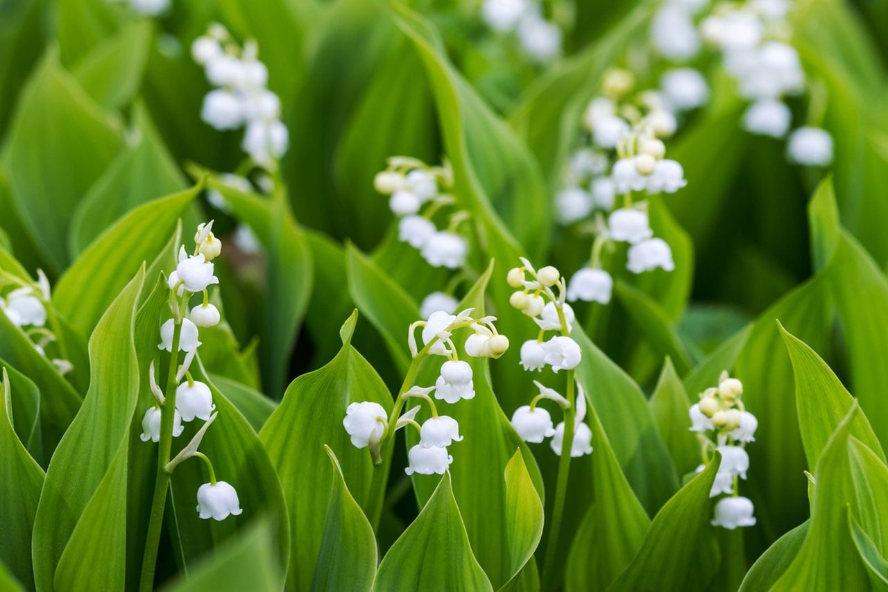 Tiny White Flowers