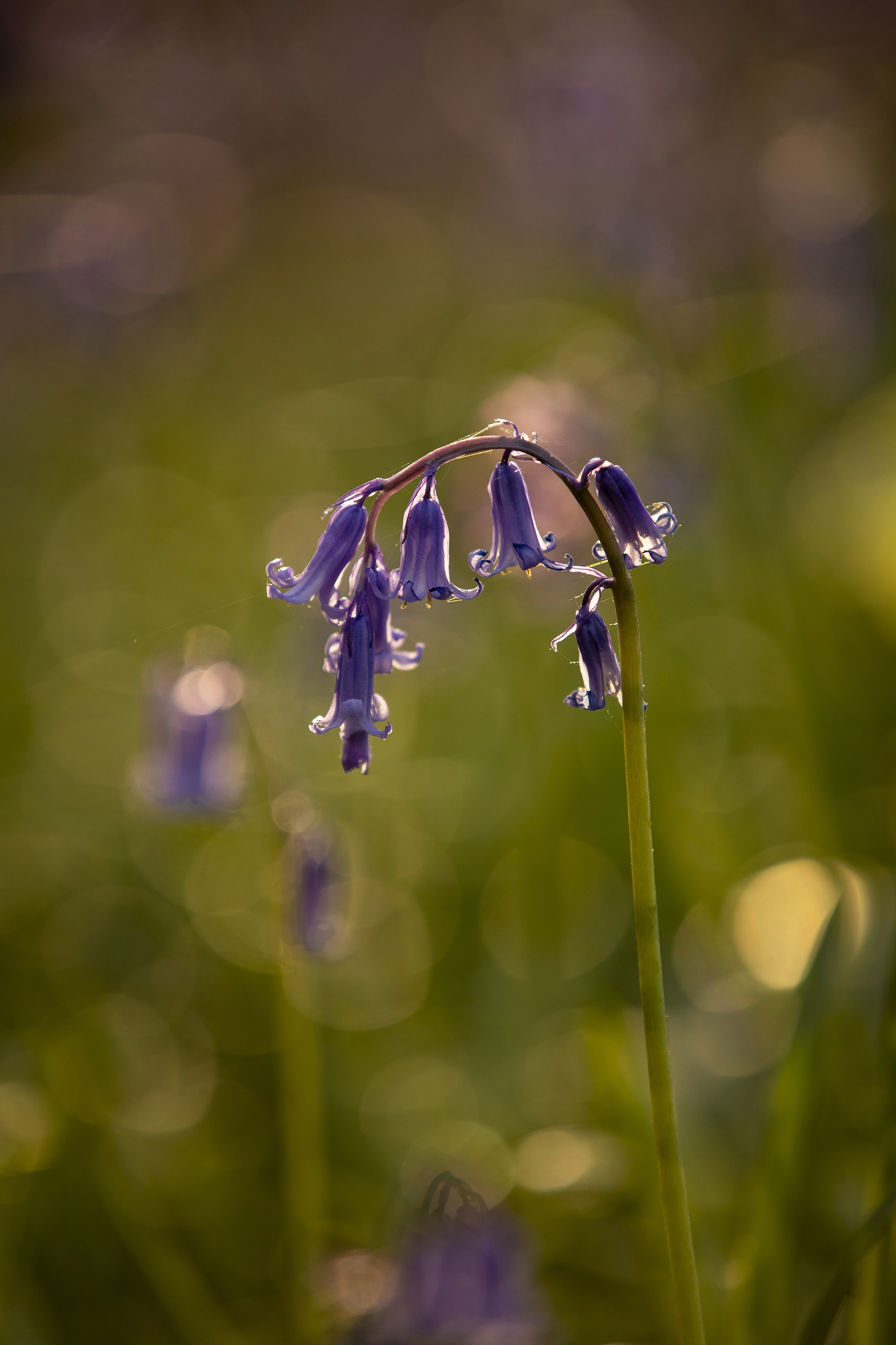 Bluebells and bluebells in forests