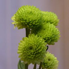 Green Chrysanthemums