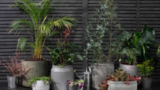 wooden fence with selection of outdoor pot plants