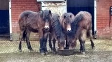 Ponies-safe-at-the-Centre-copy.jpg