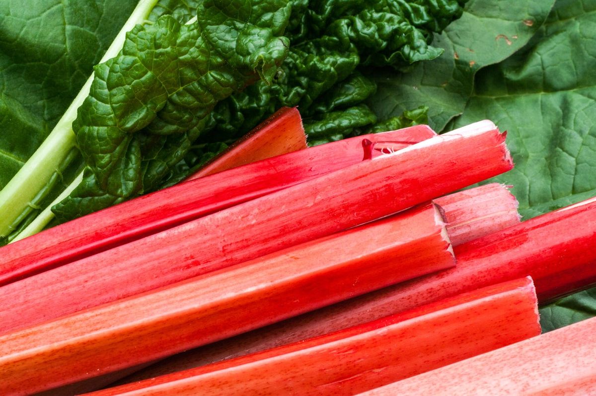 New red rhubarb launched - MandyCanUDigIt