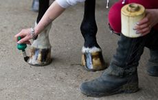 While cleaning horse hooves using a hoof conditioner can help maintain their appearance.