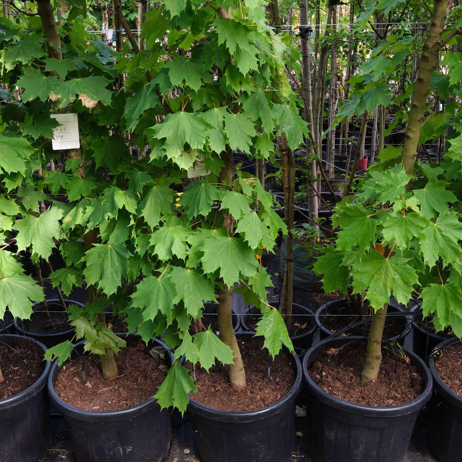 What soil do acers like? Expert advice on getting the right mix Ideal