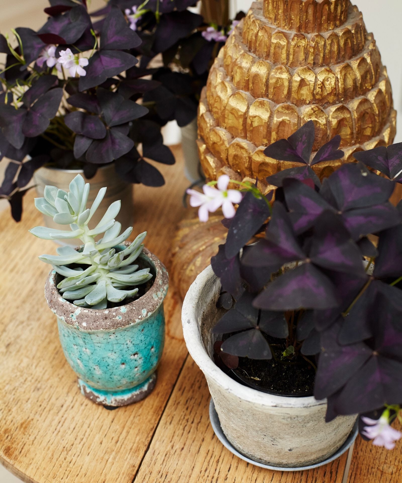 Why is my succulent dying? 3 problems to Homes & Gardens