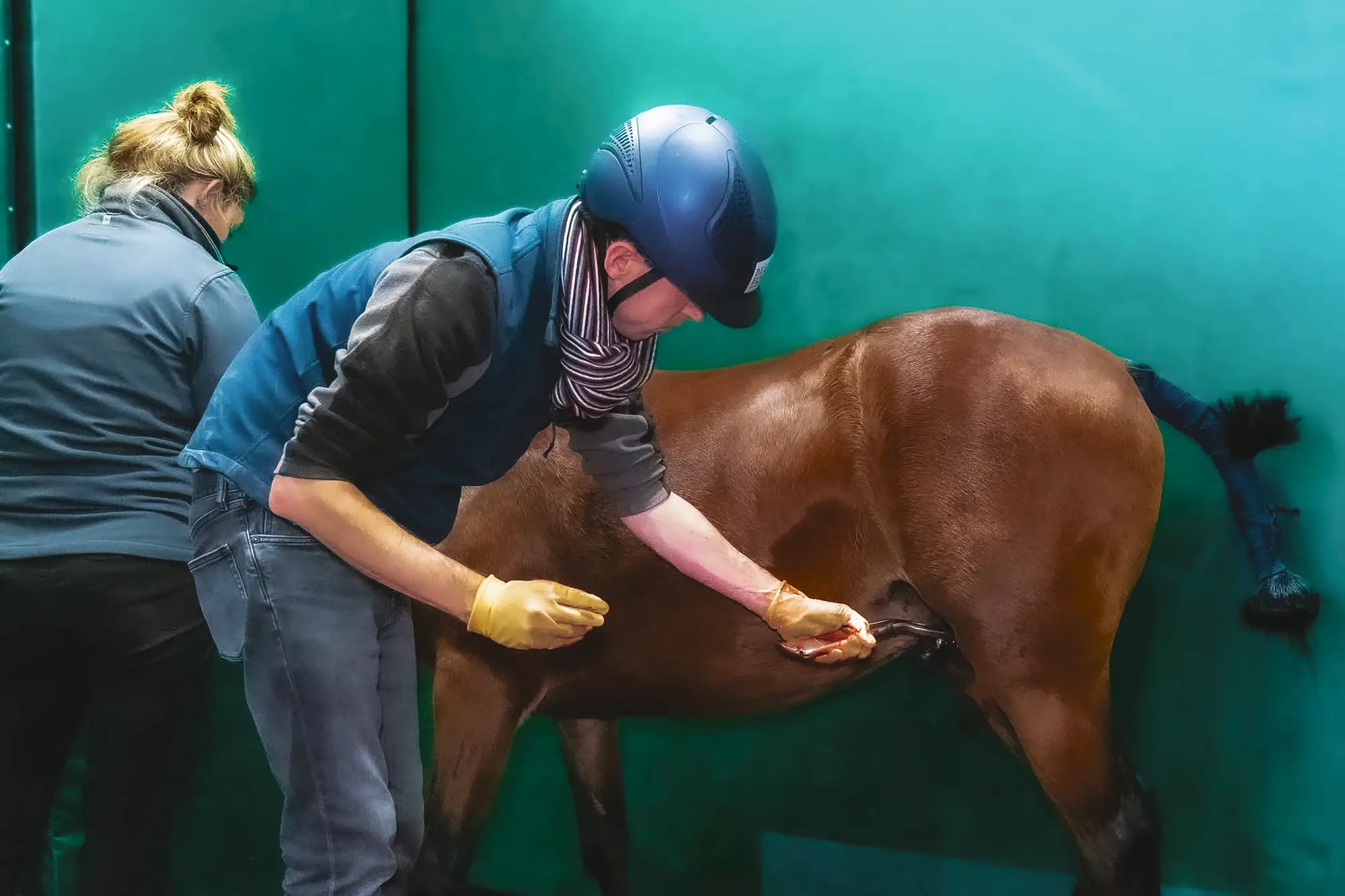 HAH583.vet_geldings_hormones.new_castration_pic_fc