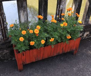 Marigolds growing in a wooden planter