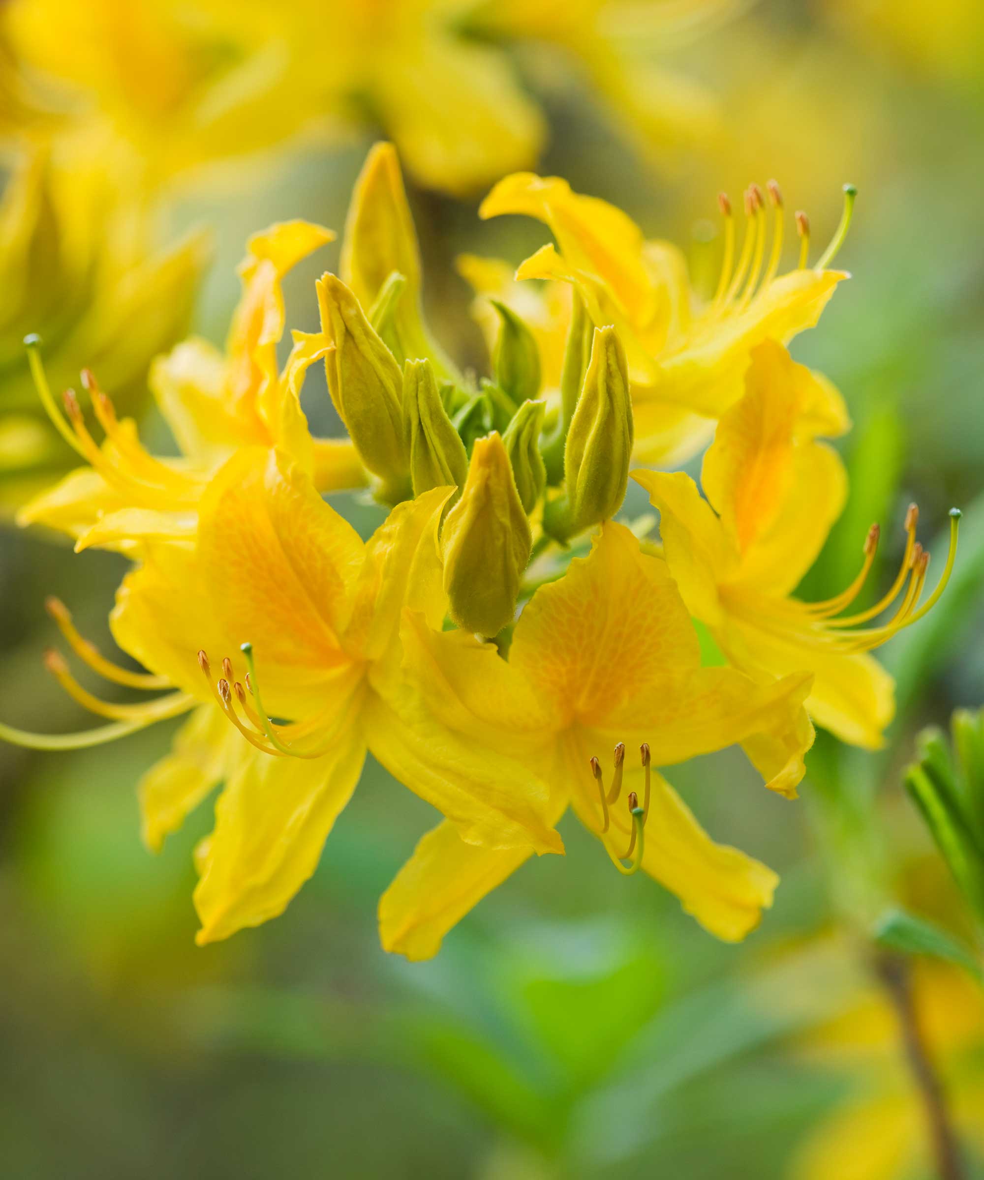 yellow azalea flowers