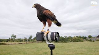 Camera cheat codes: how to shoot birds in flight