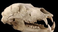 Photo of a brown bear skull - not the same skull used in the study