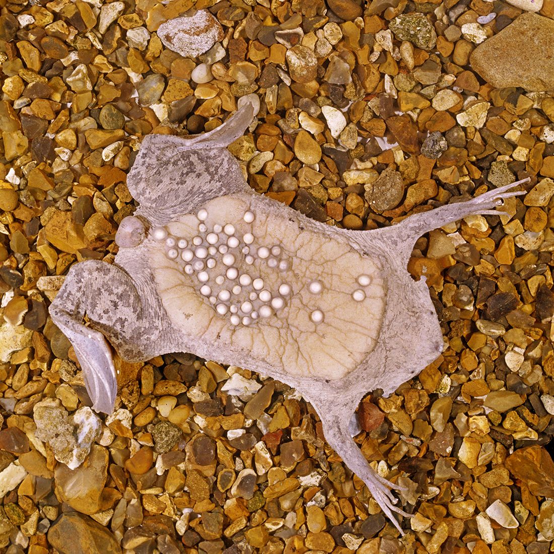 Frog Holes Back Babies A Pictures Of Hole 2018